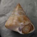 Calliostoma virescens